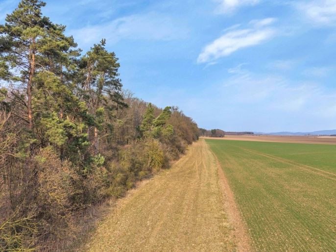 Prodej, Les, Slatiny