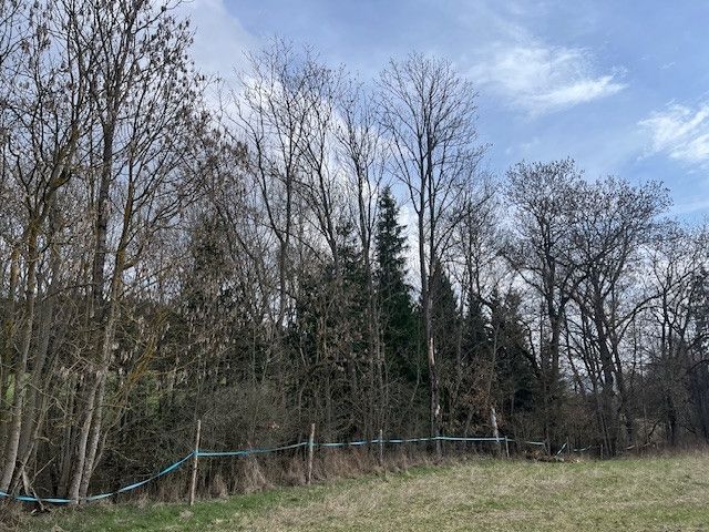 Prodej, Les, Košťálov