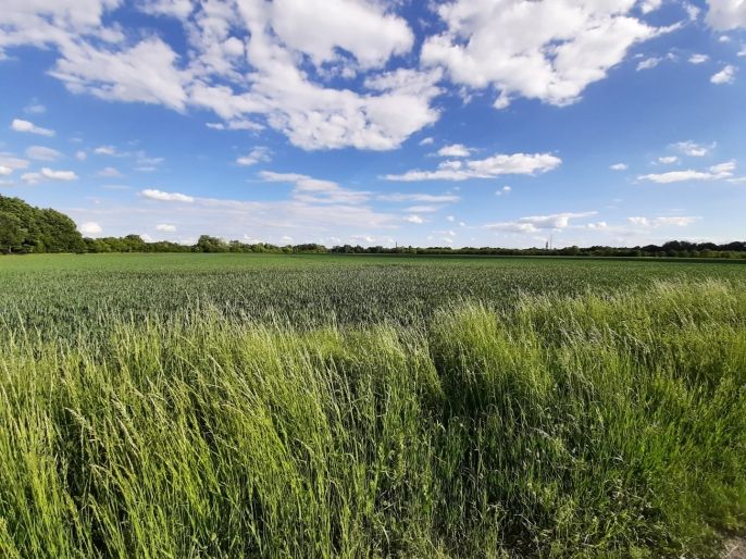 Prodej, Pole, Olomouc