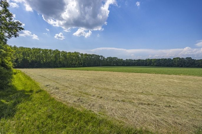 Prodej, Les, Bohuslavice