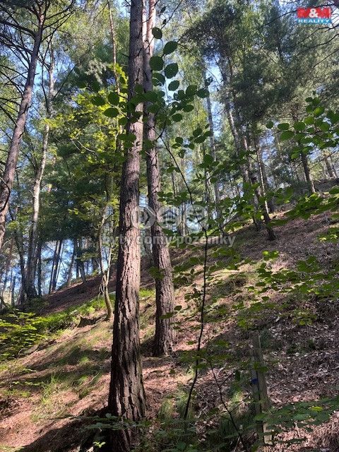 Prodej, Les, Mírová pod Kozákovem