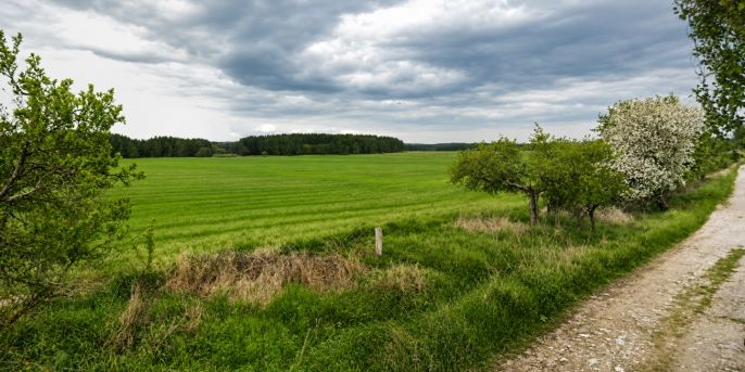 Prodej, Pole, Tisová
