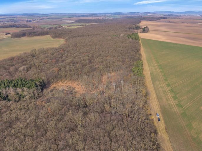 Prodej, Les, Slatiny