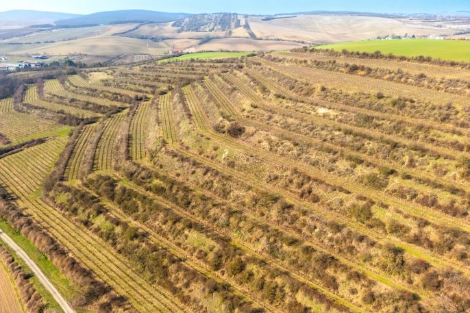 Prodej, Vinice, Morkůvky