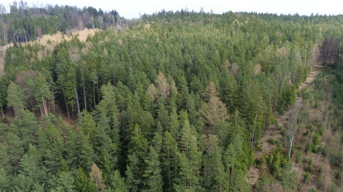 Prodej, Les, Mrákotín