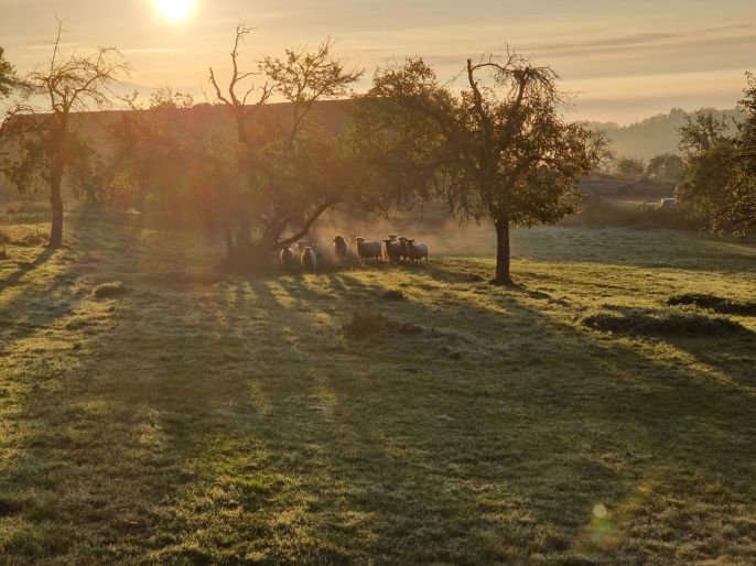 Prodej, Rodinný dům, Slunečná
