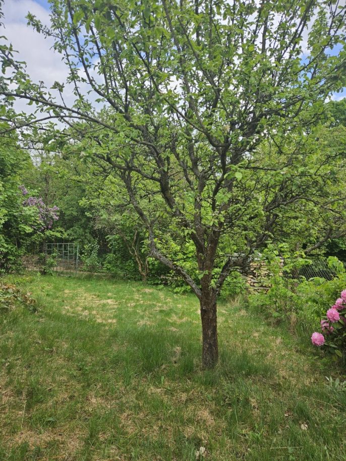 Prodej, Zahrada, Šternberk