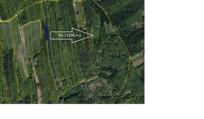 Prodej, Les, Luhačovice