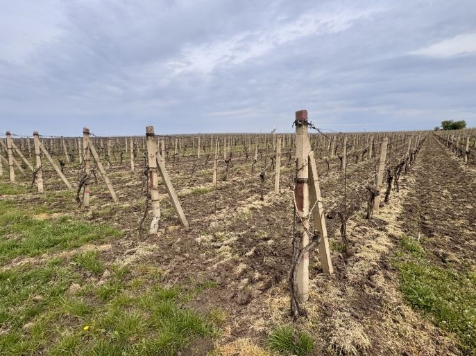 Prodej, Vinice, Velké Bílovice