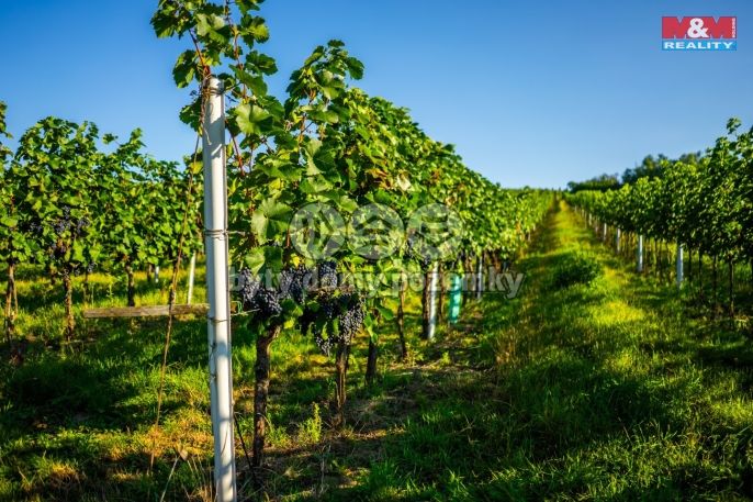 Prodej, Vinice, Šardice