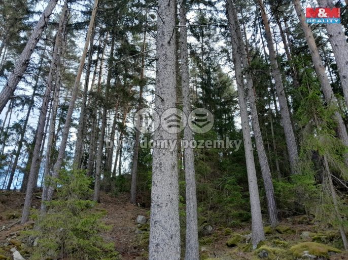 Prodej, Les, Zálezly