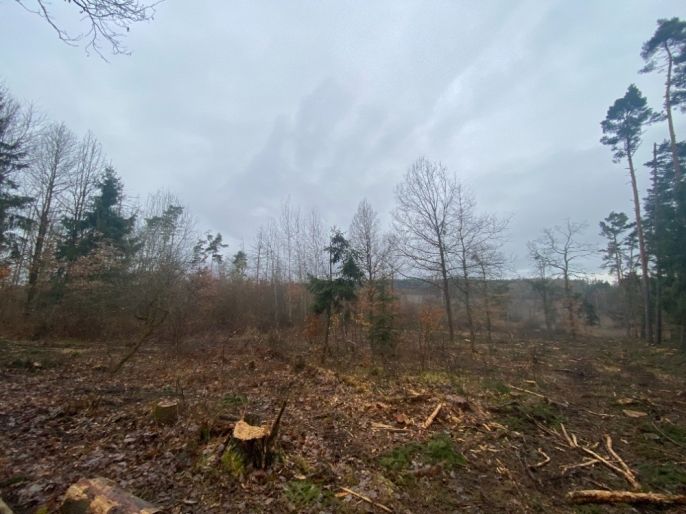 Prodej, Les, Blížejov