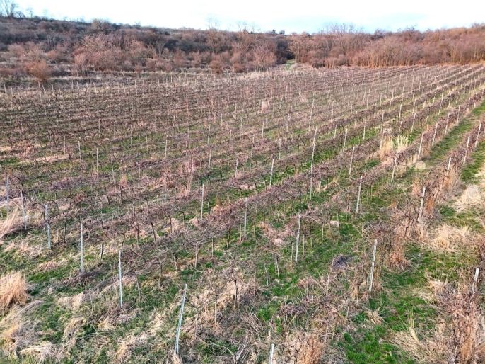 Prodej, Vinice, Sedlec