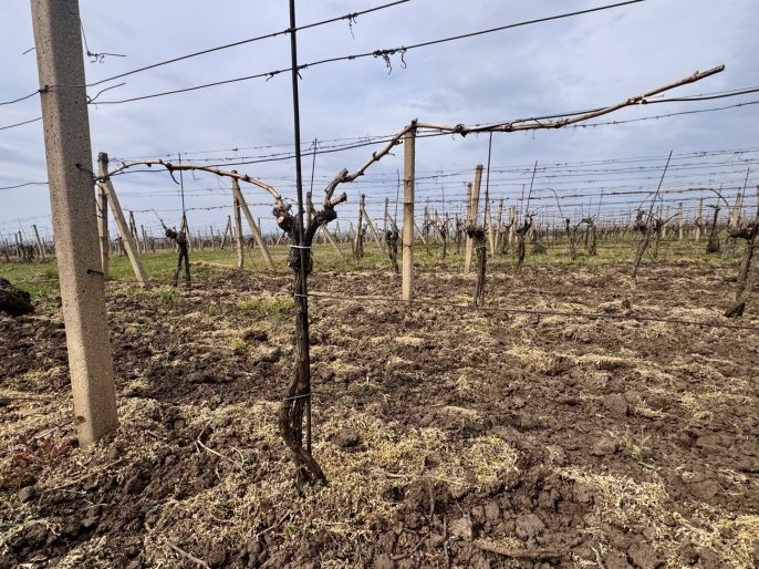 Prodej, Vinice, Velké Bílovice