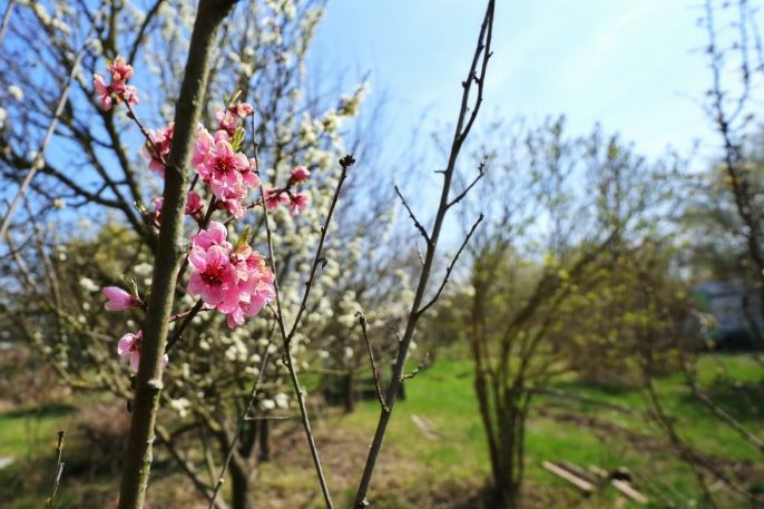 Prodej, Zahrada, Čáslav