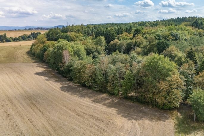 Prodej, Les, Plzeň