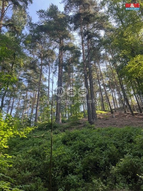 Prodej, Les, Mírová pod Kozákovem