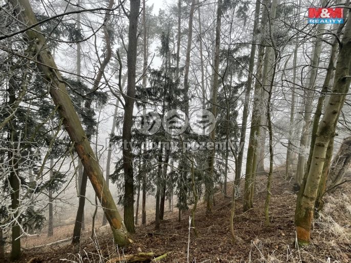 Prodej, Les, Stará Paka