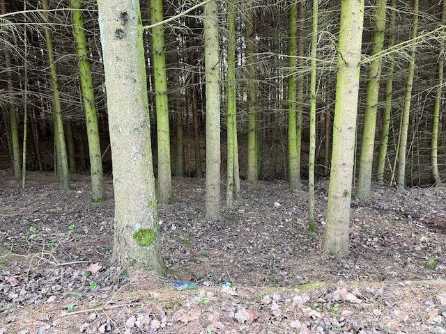 Prodej, Les, Košťálov