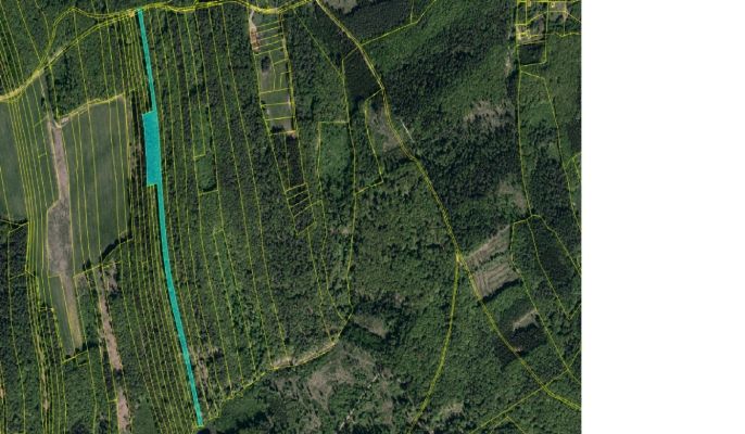 Prodej, Les, Luhačovice