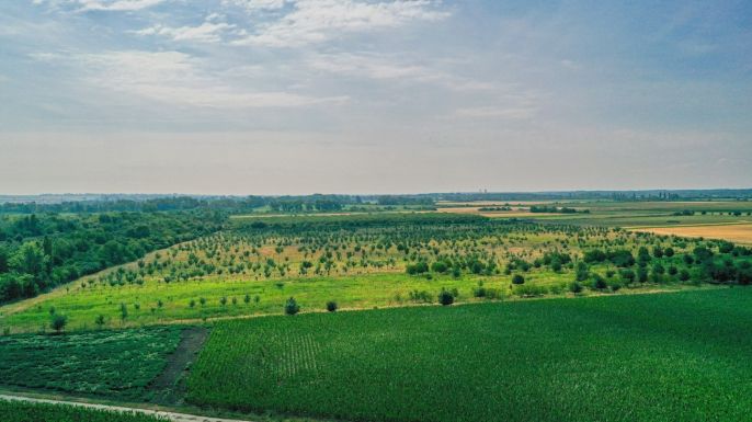Prodej, Ovocný sad, Rakvice