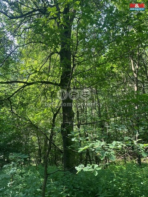 Prodej, Les, Mírová pod Kozákovem