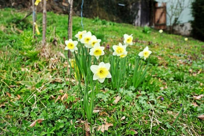 Prodej, Chata, Jemnice