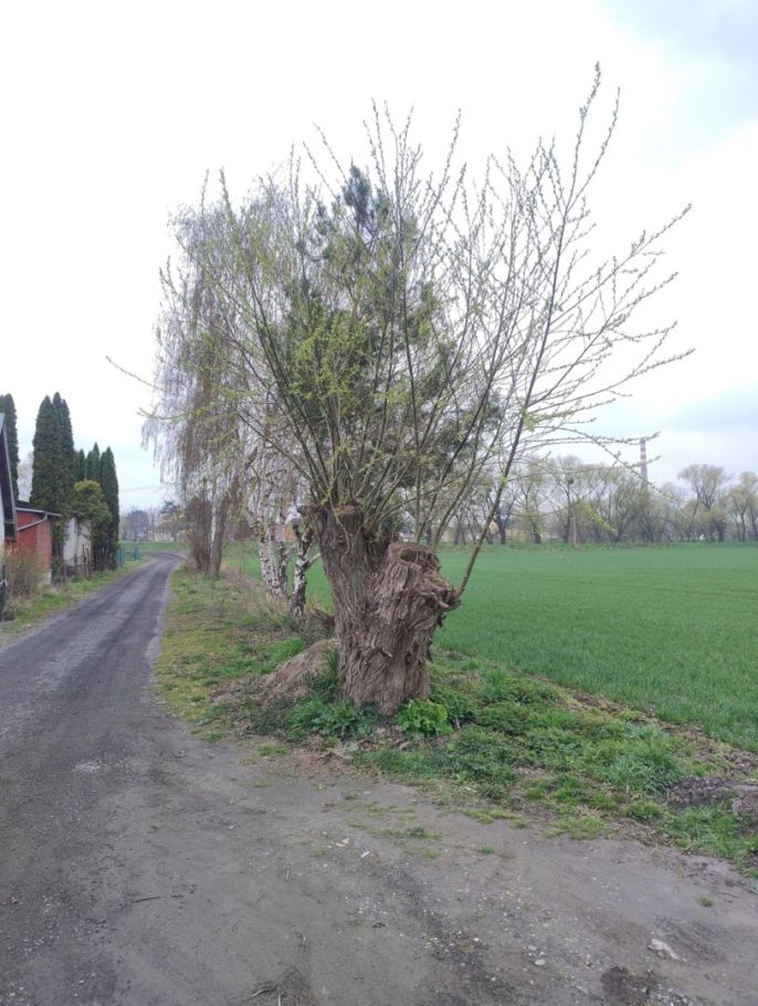 Prodej, Zahrada, Opava