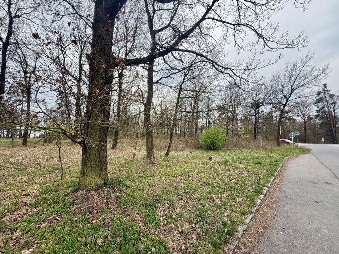 Prodej, Les, Býšť