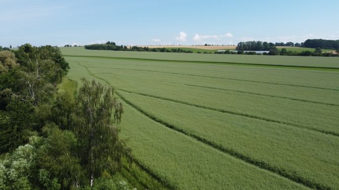 Prodej, Pole, Markvartice