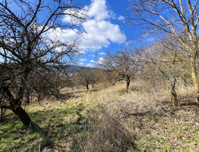 Prodej, Ovocný sad, Sušice