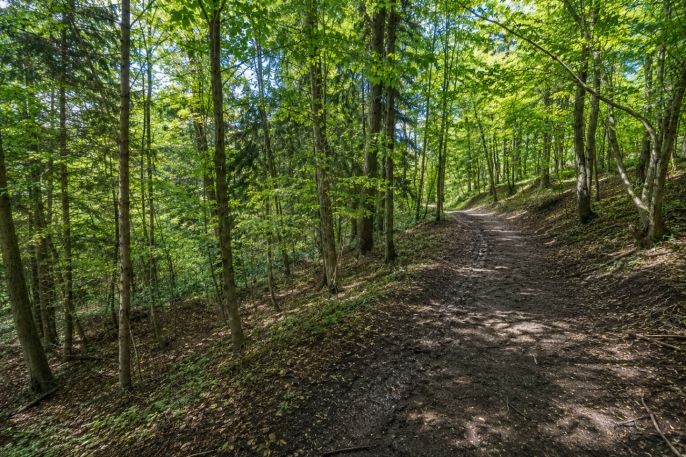 Prodej, Les, Jestřebí