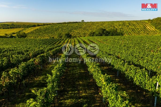 Prodej, Vinice, Šardice