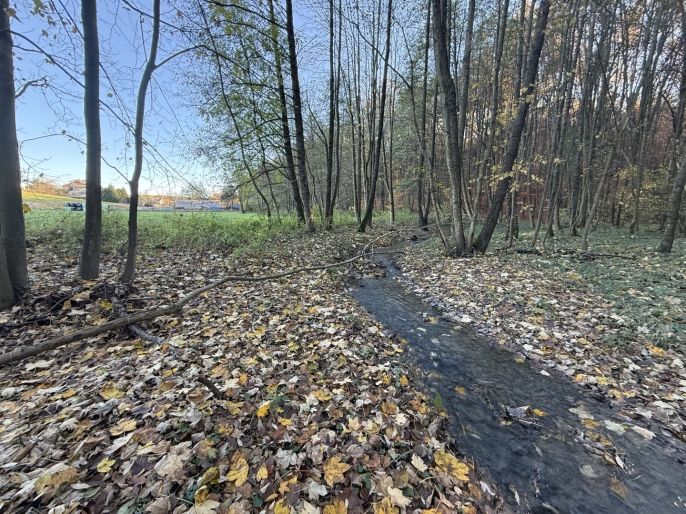 Prodej, Les, Velká Polom