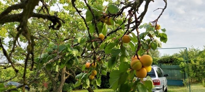 Prodej, Zahrada, Nový Šaldorf-Sedlešovice