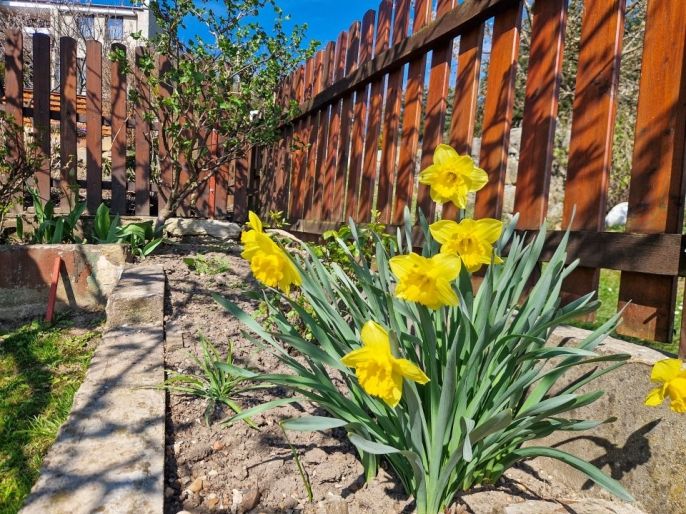 Prodej, Zahrada, Nový Bor