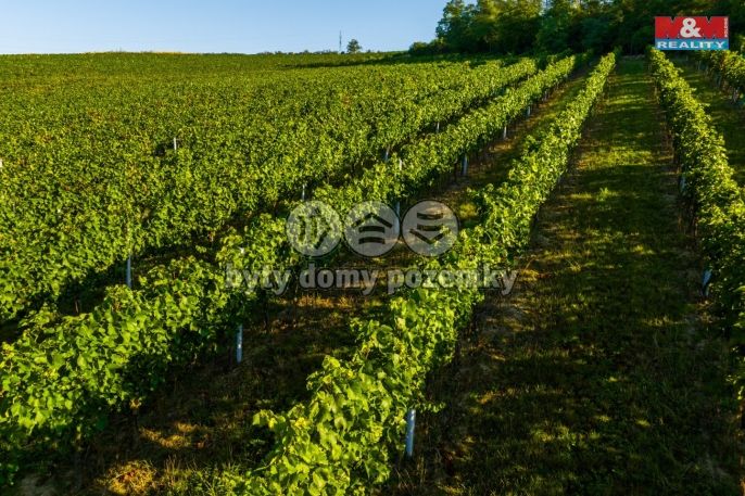 Prodej, Vinice, Šardice