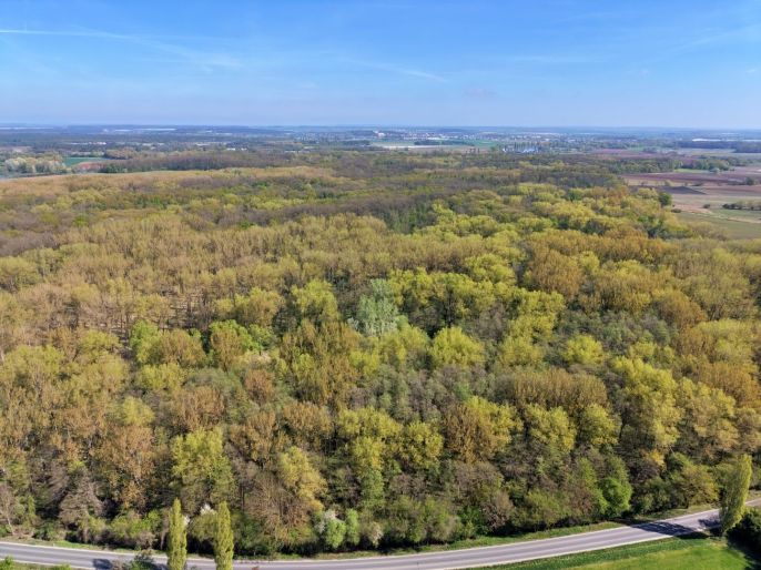 Prodej, Les, Přerov nad Labem