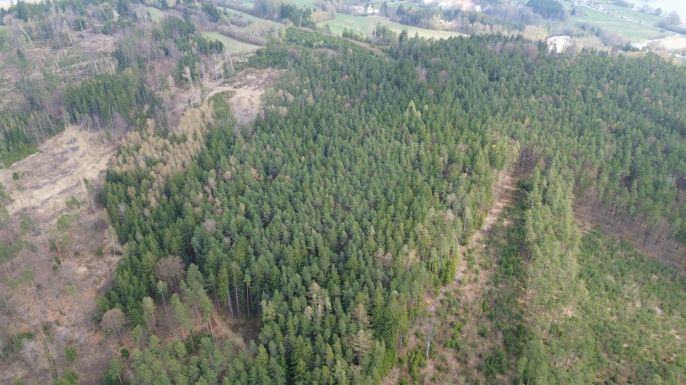 Prodej, Les, Mrákotín