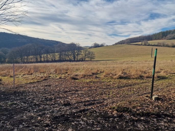 Pronájem, Louka, Petrov