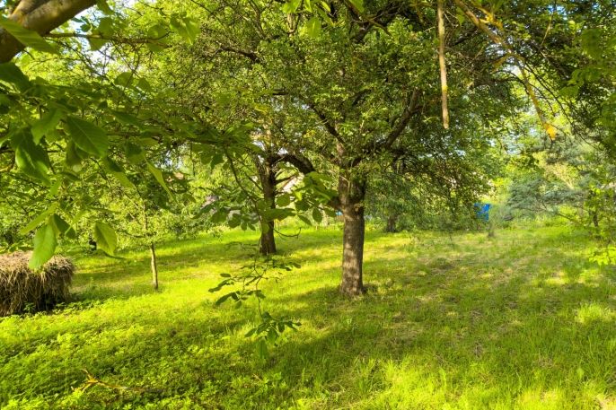 Prodej, Pozemek k bydlení, Václavice