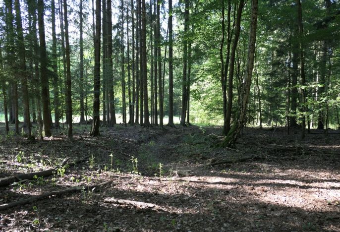 Prodej, Les, Chyňava
