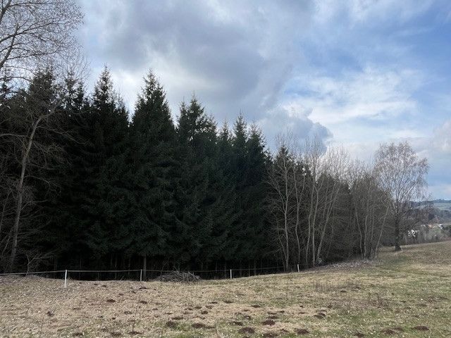 Prodej, Les, Košťálov