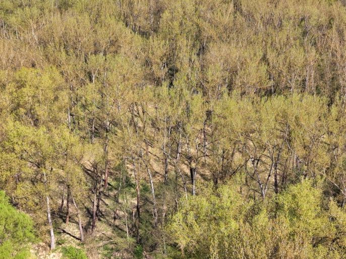 Prodej, Les, Přerov nad Labem