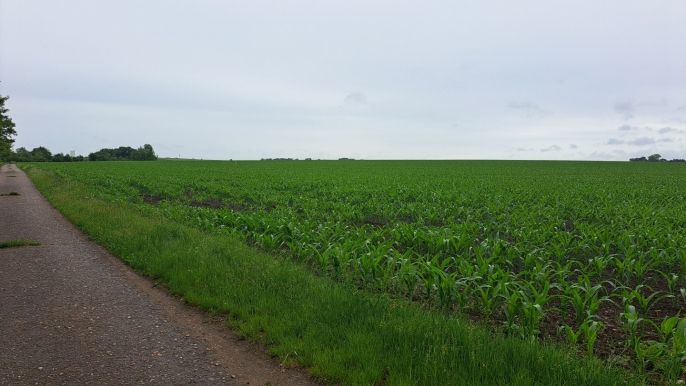 Prodej, Pole, Sokolnice