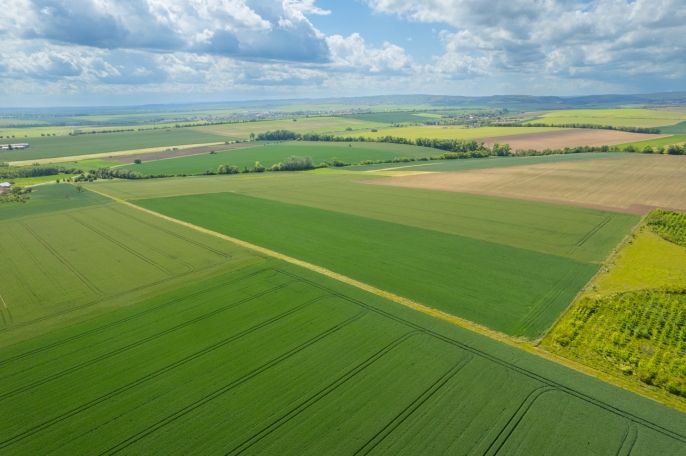 Prodej, Pole, Šumice