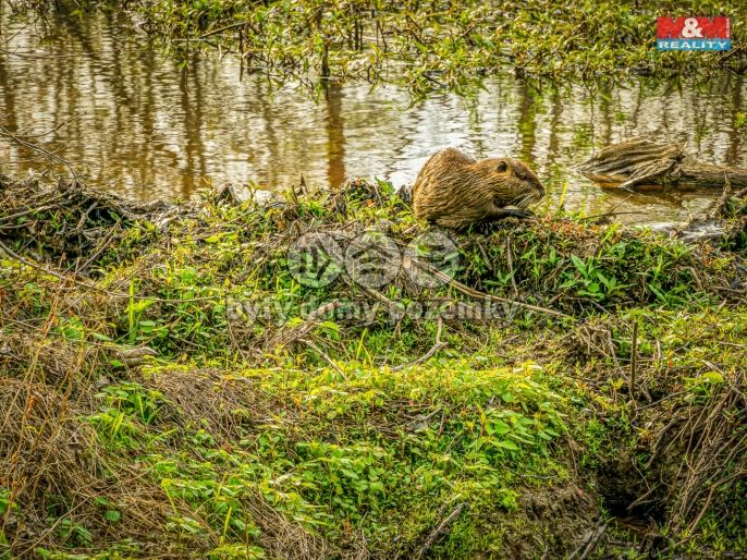 Prodej, Ostatní, Lštění