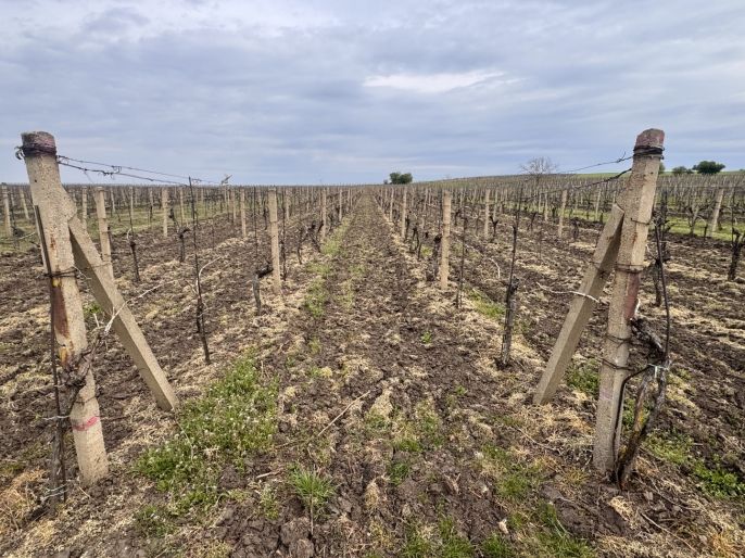 Prodej, Vinice, Velké Bílovice