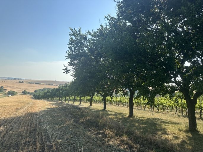 Prodej, Ovocný sad, Svatobořice-Mistřín