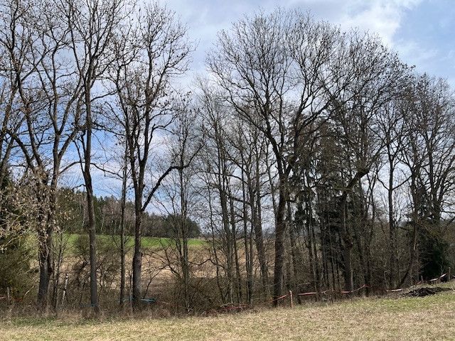 Prodej, Les, Košťálov